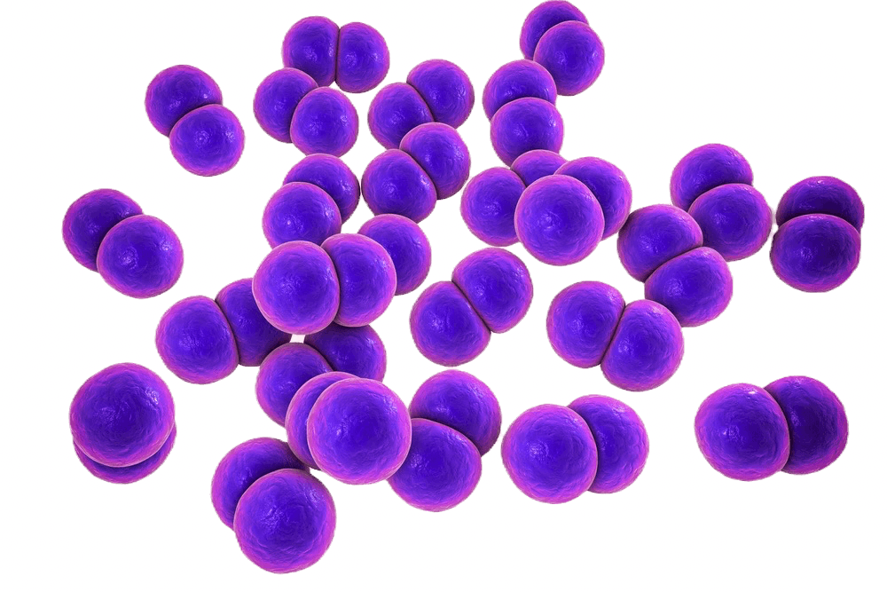 Pneumococcal