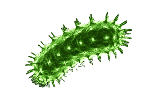 Rabies (HCP)