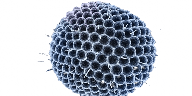 Varicella